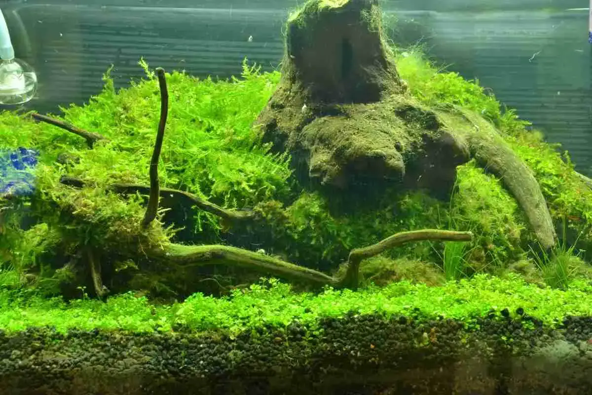 6  Simple Methods To Grow Java Moss Fast