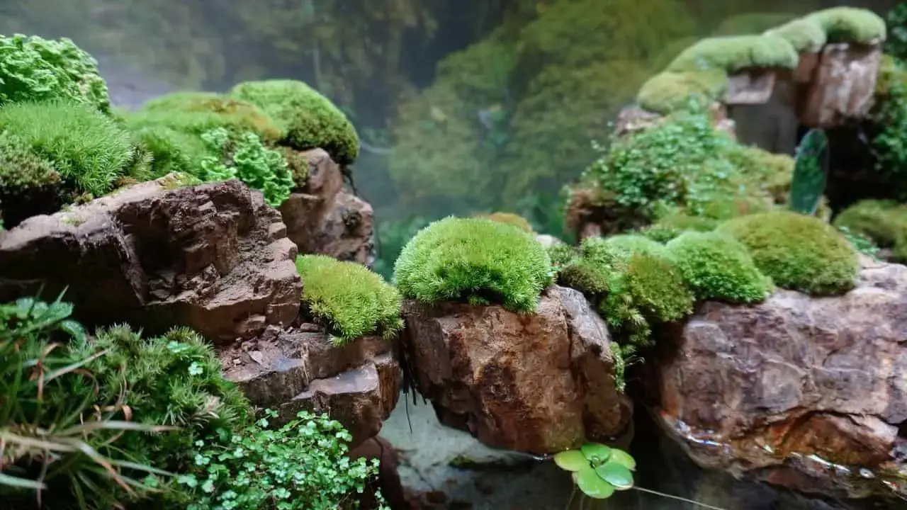 How-to-Grow-Moss-in-a-Terrarium.jpeg