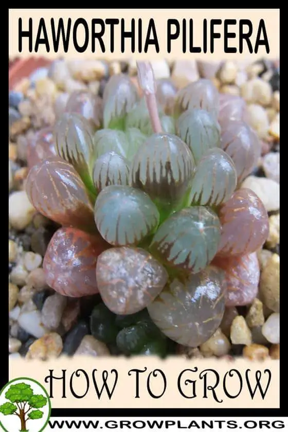 How-to-grow-haworthia-pilifera.jpg