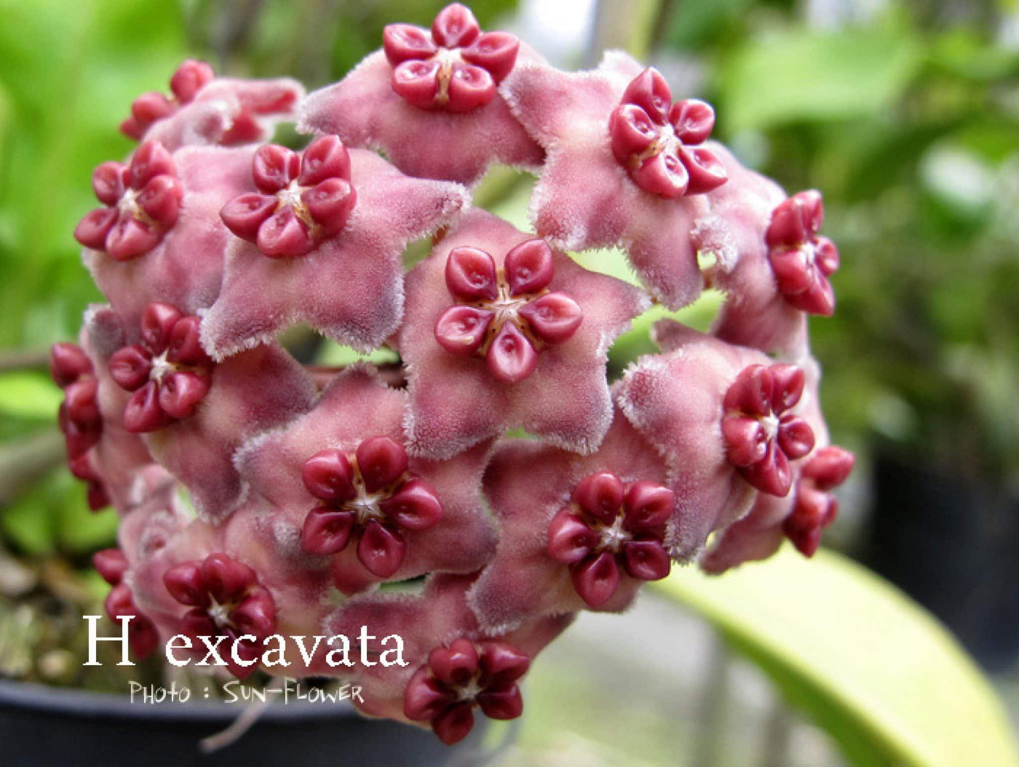 Hoya-excavata-2048x1542.jpg