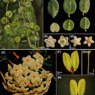 Hoya-tengchongensis-sp-nov-JFZhang-NHXia-YFKuang-A-stems-and-cauline_Q320.jpg