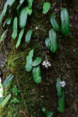 Hoya_gaoligongensis-novataxa_2020-Zhao_et_Tan__CAS.jpg