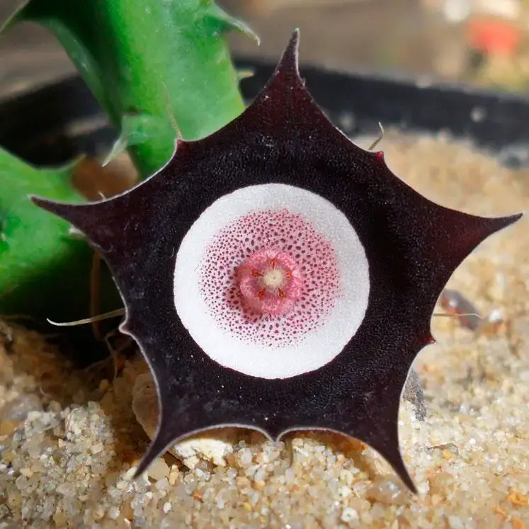 Huernia-oculata.jpg