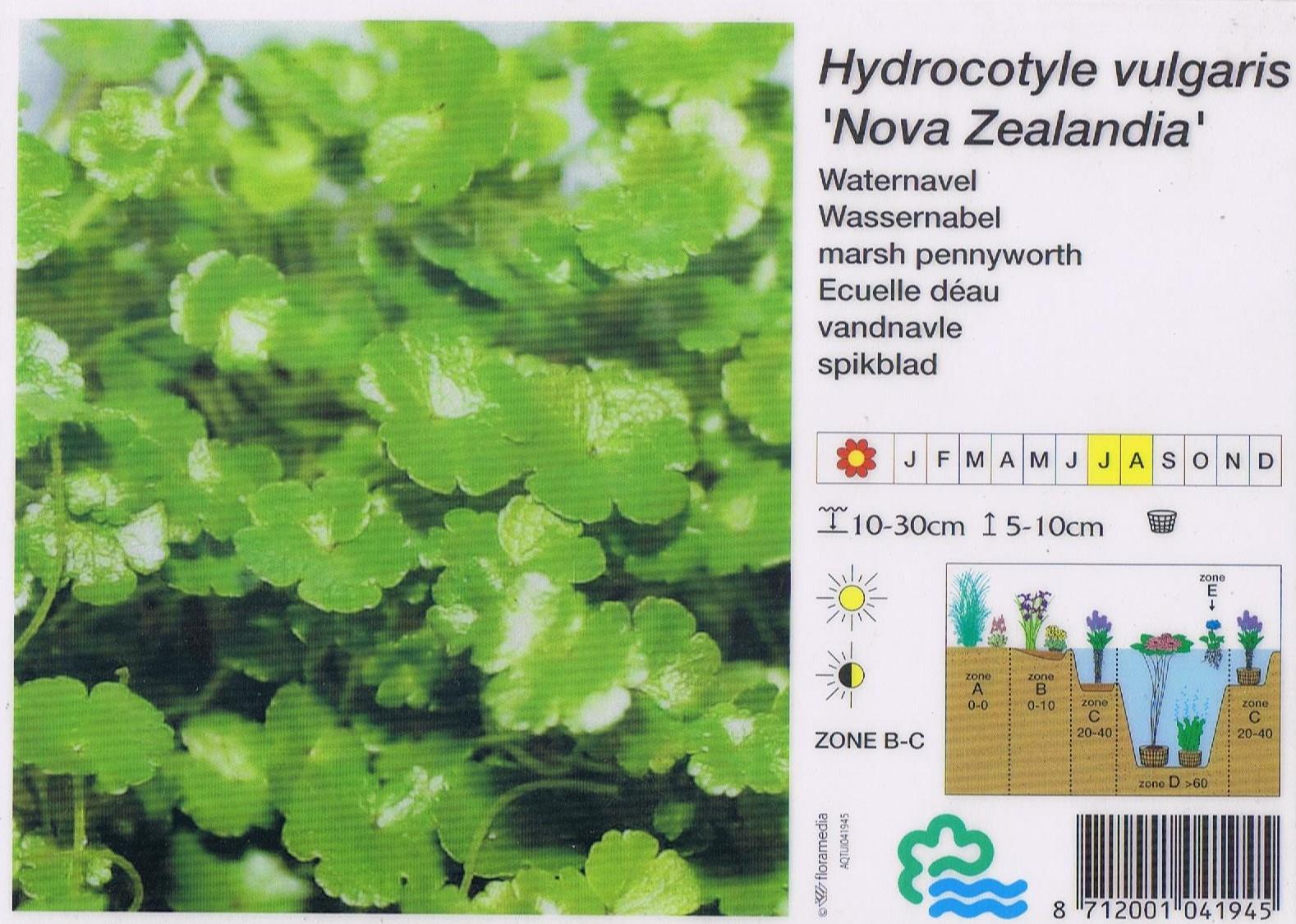 Hydrocotyle_vulgaris_Nova_Zealandia.jpg