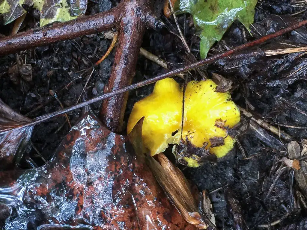 Hygrocybe-flavescens.-By-Richard-Jacob.jpg