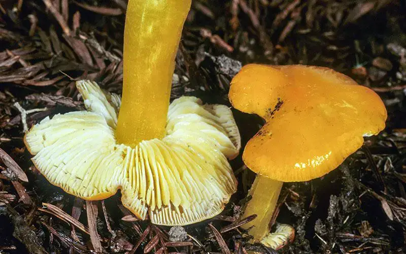 Hygrocybe_flavescens_mgw-01.jpg