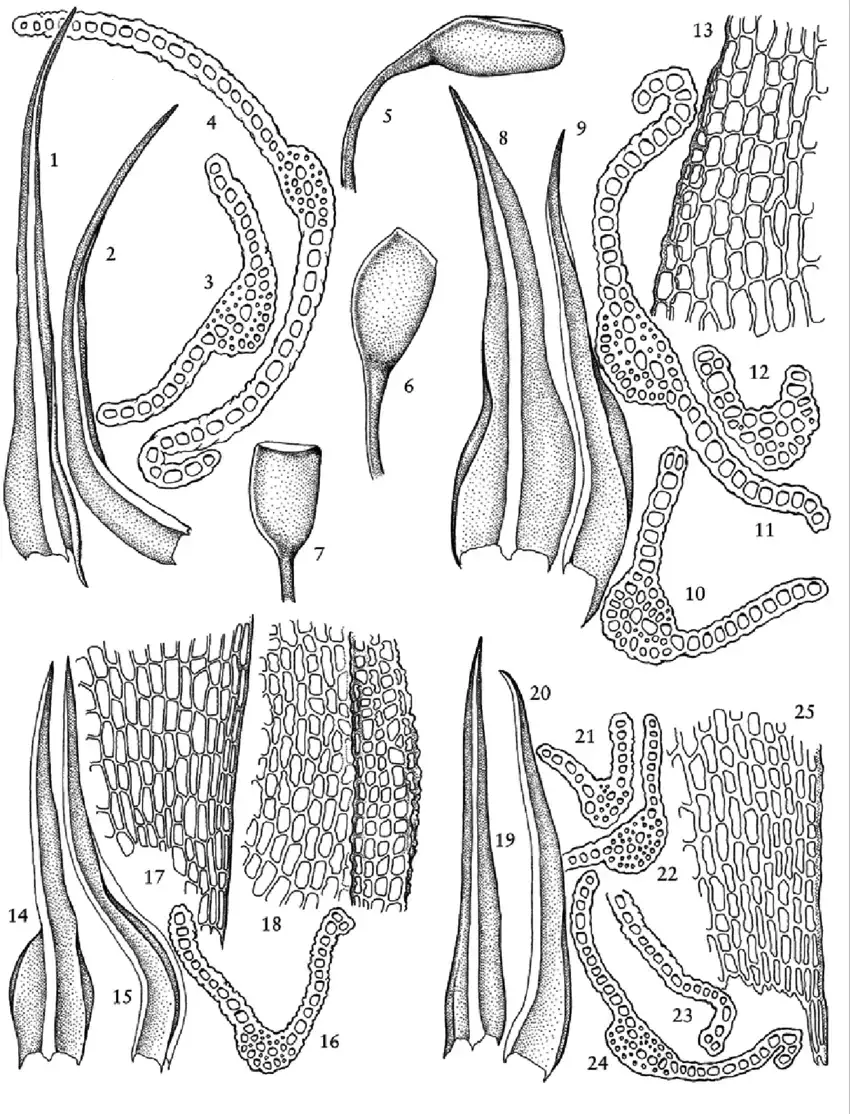 Hymenostylium-recurvirostrum-var-insigne-1-4-Guatemala-Steyermark-49998a-1-2.png