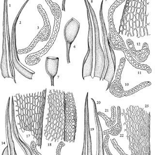 Hymenostylium-recurvirostrum-var-insigne-1-4-Guatemala-Steyermark-49998a-1-2_Q320.jpg