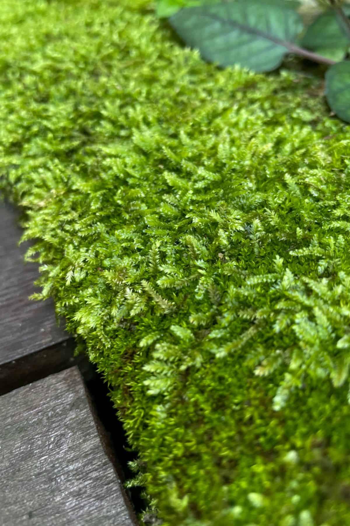 Hypnum-moss-on-log.jpg