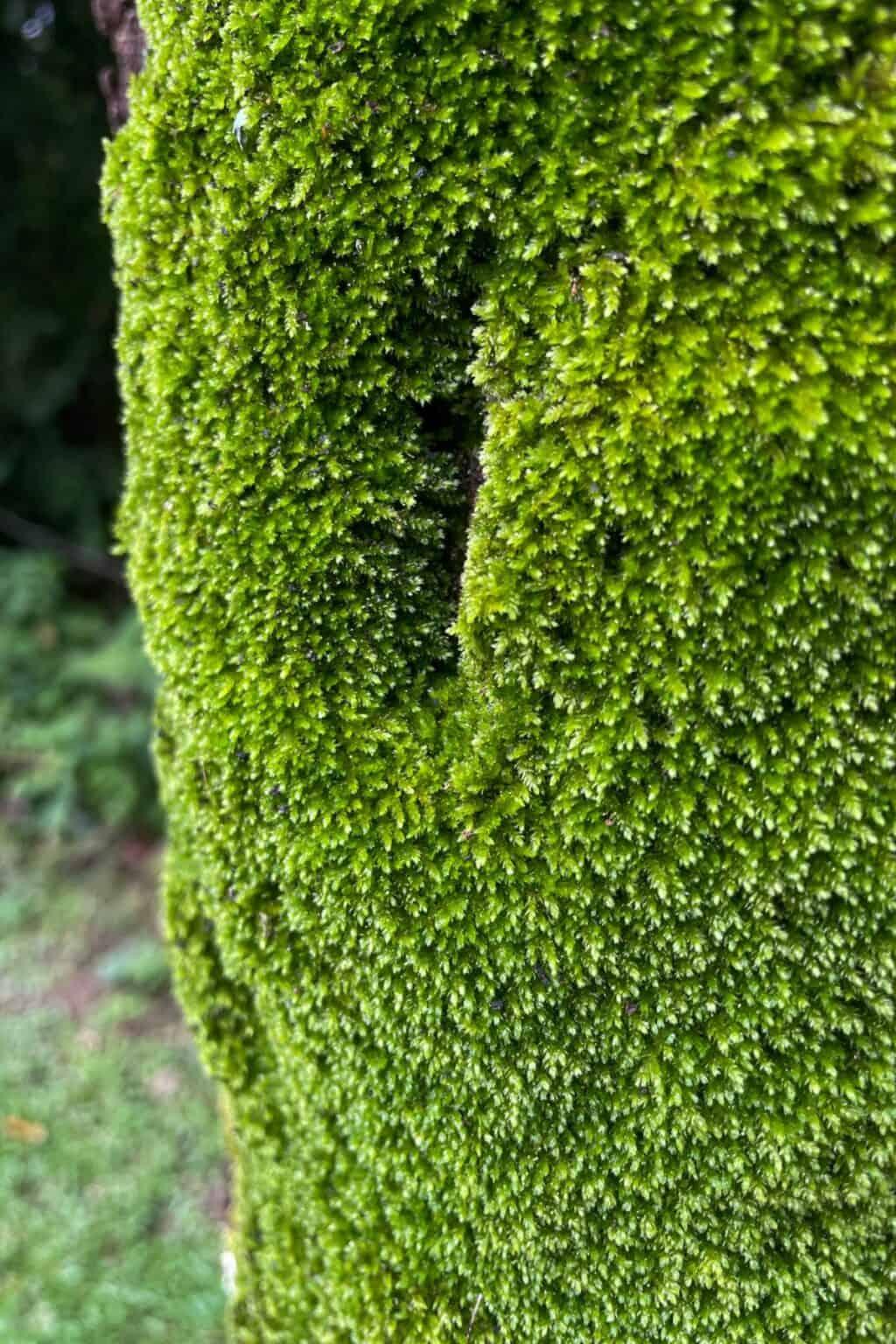 Hypnum-moss-on-tree-1-1024x1536.jpg