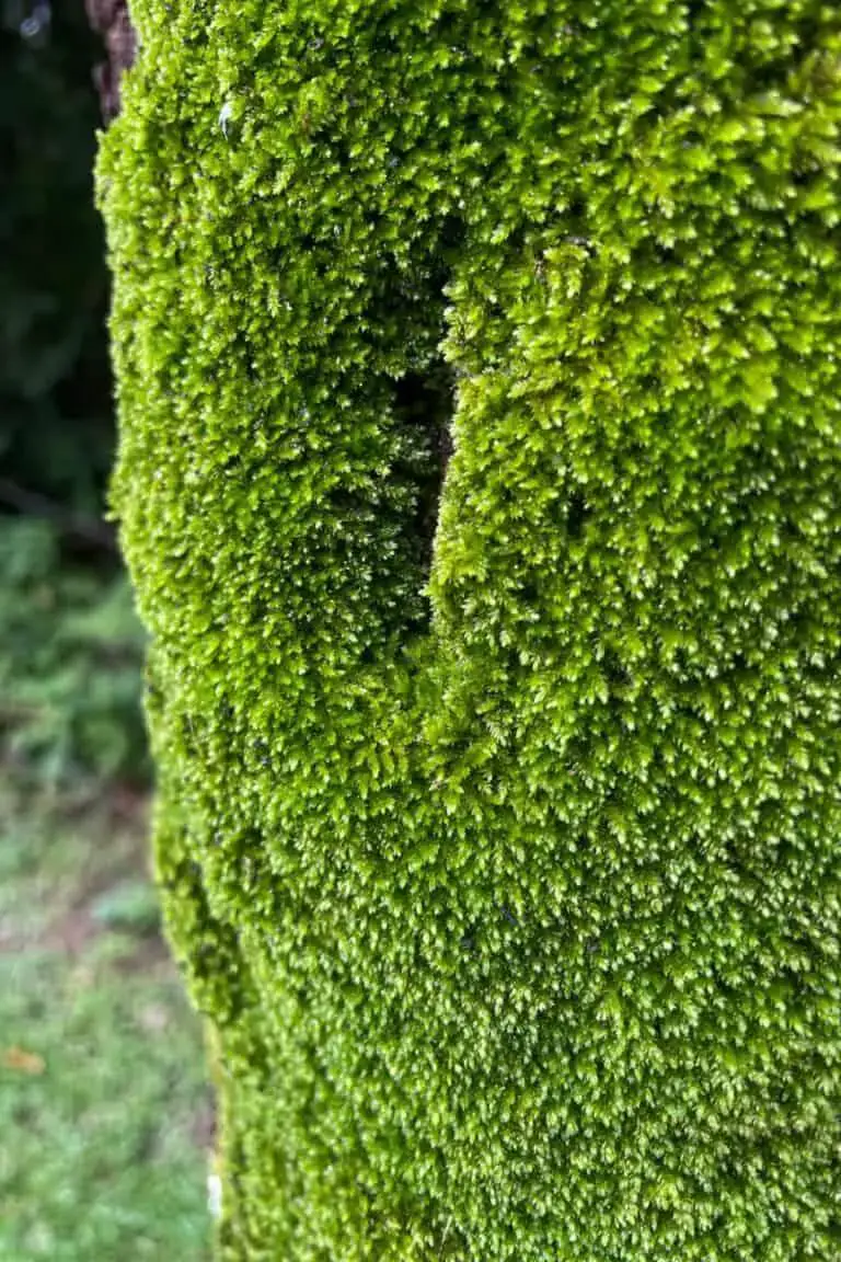 Hypnum-moss-on-tree-1-768x1152.jpg