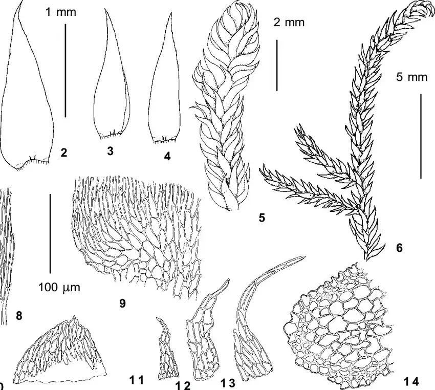 Hypnum-pratense-J-Koch-ex-Spruce-from-Gorno-Altaisk-400-m-Ignatov-35-49-1-2-stem.png