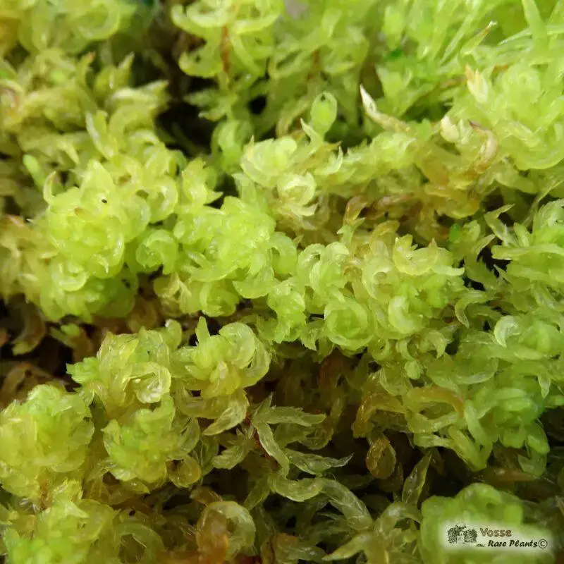 INUN-001-Sphagnum-inundatum-800x800.jpeg