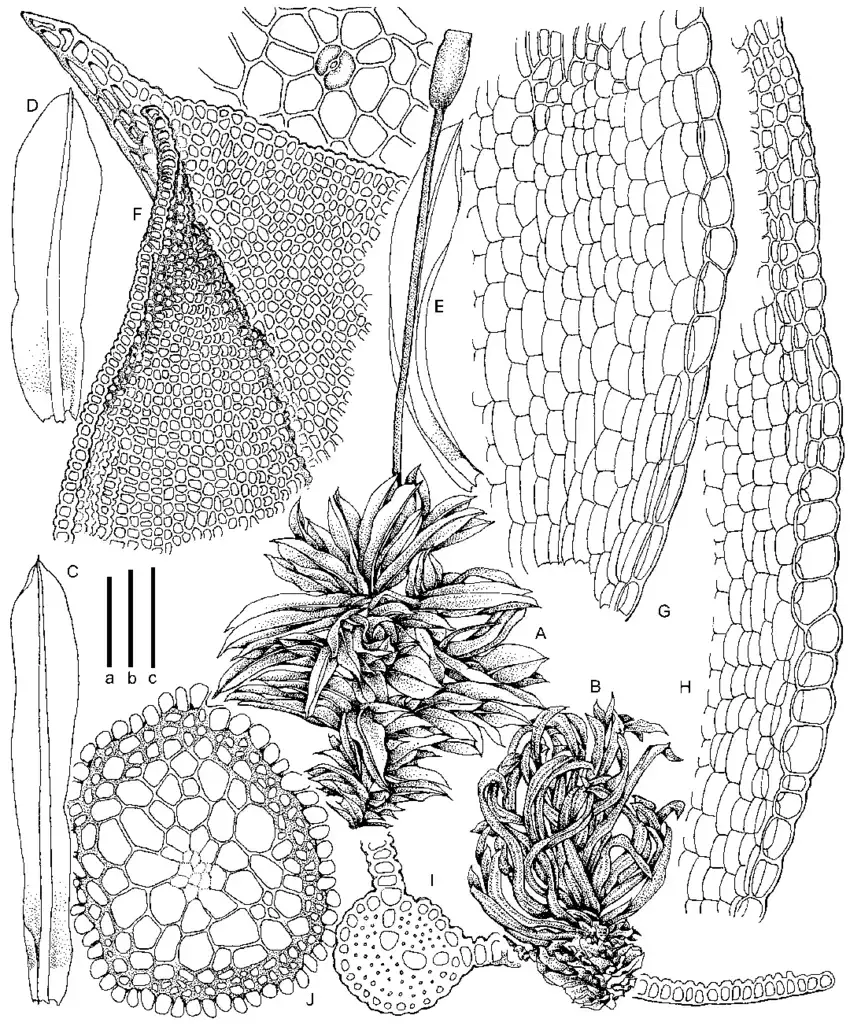 Illustration-of-Trichostomum-mammillosum-from-type-A-Habit-moist-B-Habit-dry-C-E.png