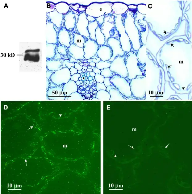 Immunolocalization-of-F-pringlei-b-CA-A-F-pringlei-soluble-leaf-proteins-were.png