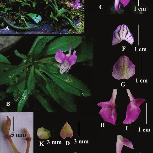 Impatiens-parkinsonii-A-B-Plants-in-natural-habitat-C-Close-view-of-flower-D_Q640.jpg