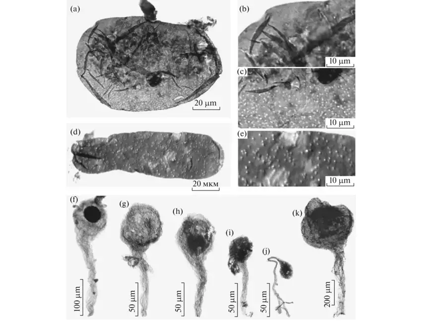 Incertae-sedis-fossils-and-possible-germinating-spores-of-fungus-like-organisms-from.png