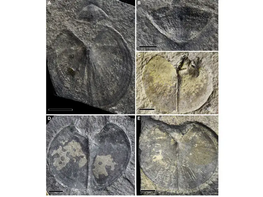 Incomplete-Aptychopsis-specimens-and-a-separate-dorsal-plate-collection-housed-in-the.png