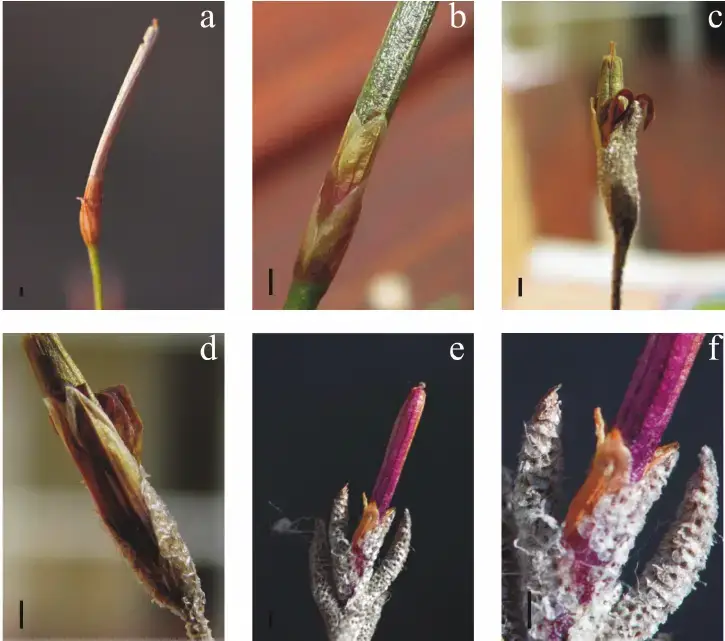 Infructescence-structure-in-Tillandsia-capillaris-complex-a-b-T-capillaris-T.png