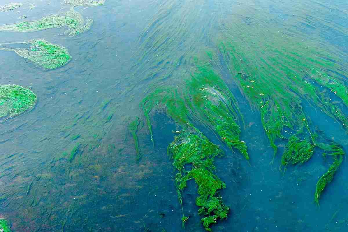 Is Algae A Protist?  (Autotrophic Or Heterotrophic)