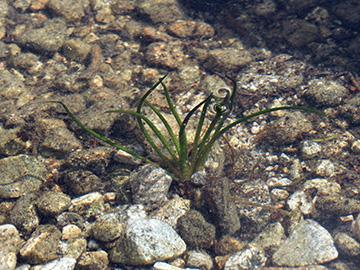 Isoetes_lacustris_Schwarzwald_150714_HGeier07.jpg