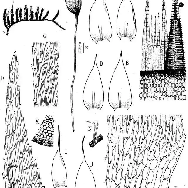 Isopterygium-micro-alare-Broth-Paris-YJia-SHe-A-Habit-B-E-Leaves-F_Q640.jpg