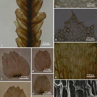 Isotachis-japonica-Steph-1-A-portion-of-plant-in-ventral-view-2-A-portion-of_Q320.jpg