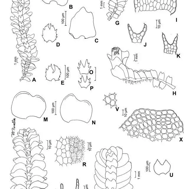 Isotachis-multiceps-Lindenb-Gottsche-Gottsche-A-aspecto-do-gametofito-B-C_Q640.jpg