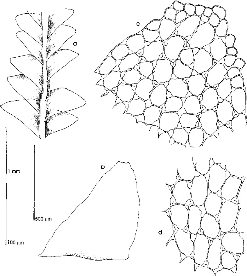 Jackiella-singapurensis-Schiffn-from-Juslen-719-a-Habitb-Leaf-c-Leaf-d-Cells.png