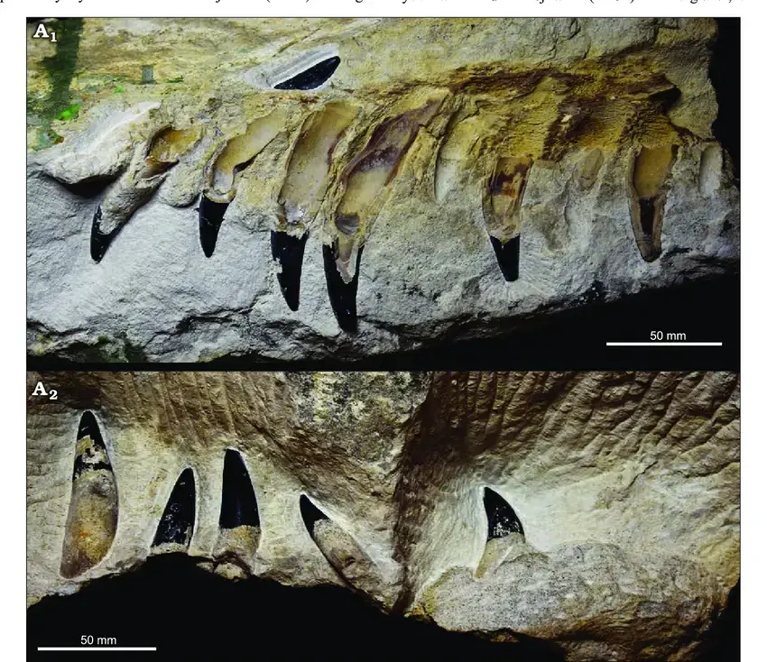 Jaw-fragments-of-an-indeterminate-metriorhynchid-MZ-VIII-Vr-72-from-an-unknown-locality.png