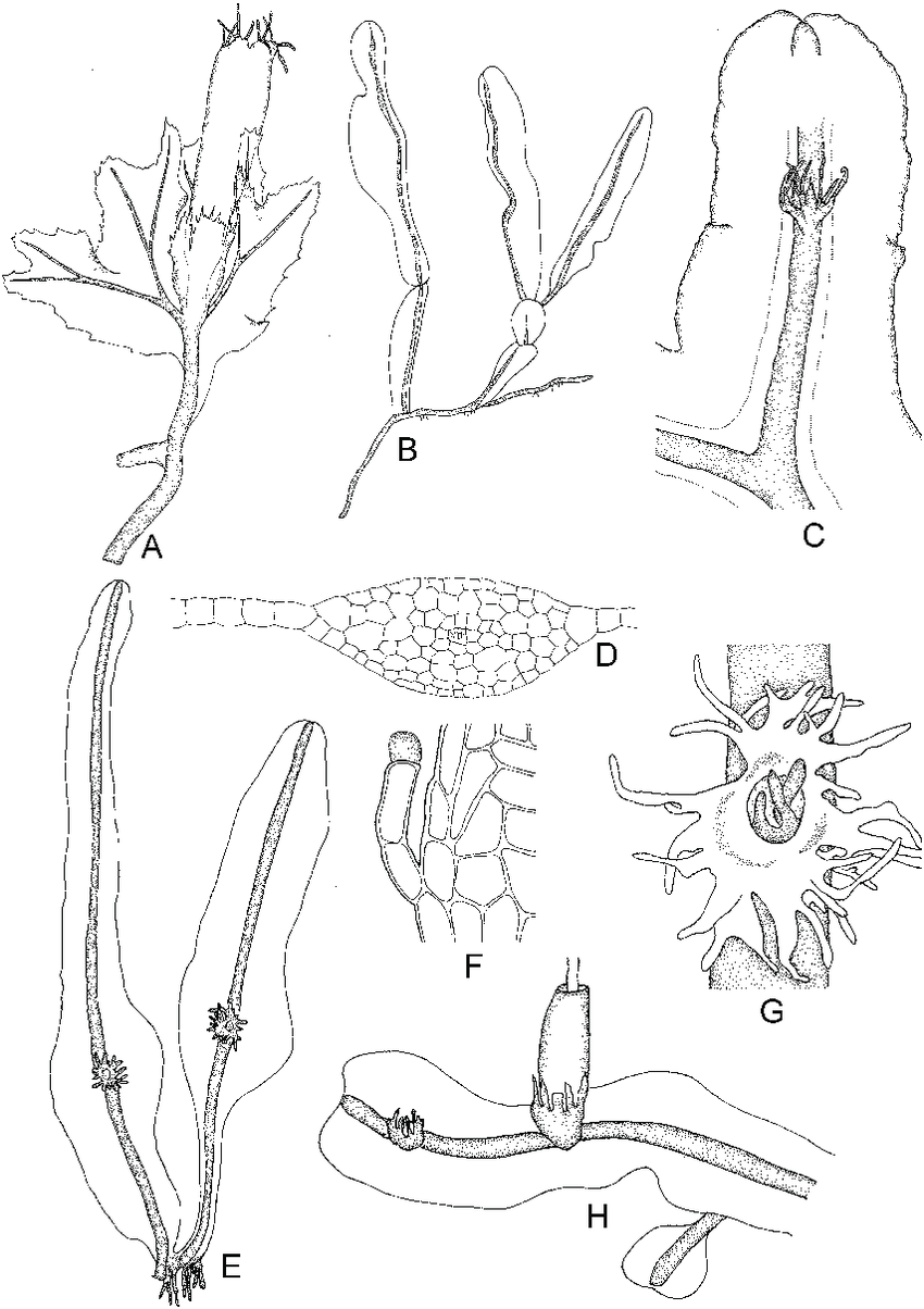 Jensenia-decipiens-Mitt-Grolle-A-Female-thallus-Podomitrium-malaccense-Steph.png