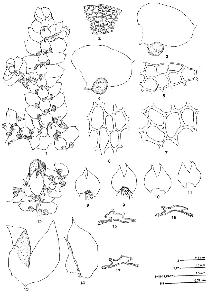 Jubula-hattorii-Udar-et-Nath-1-17-LWG-206002-D-1-Plant-2-Cross-section-of-stem.png