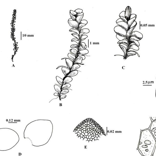 Jungermannia-exertifolia-Steph-Pradhan-235-A-habit-B-the-sterile-plant-enlarged_Q640.jpg