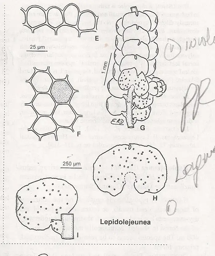 LEPIDOLEJEUNEA.jpg