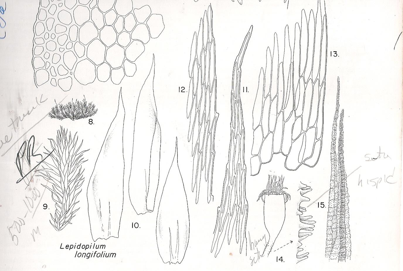 LEPIDOPILUM%2BLONGIFOLIUM0001.jpg