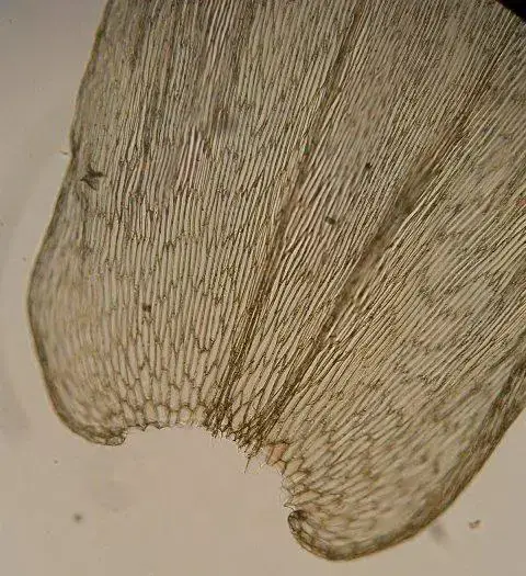 LEPIDOPILUM%2BLONGIFOLIUM%2BT.jpg