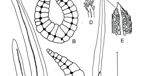 LEUCOPHANES%2BMOLLERI%2BN.jpg