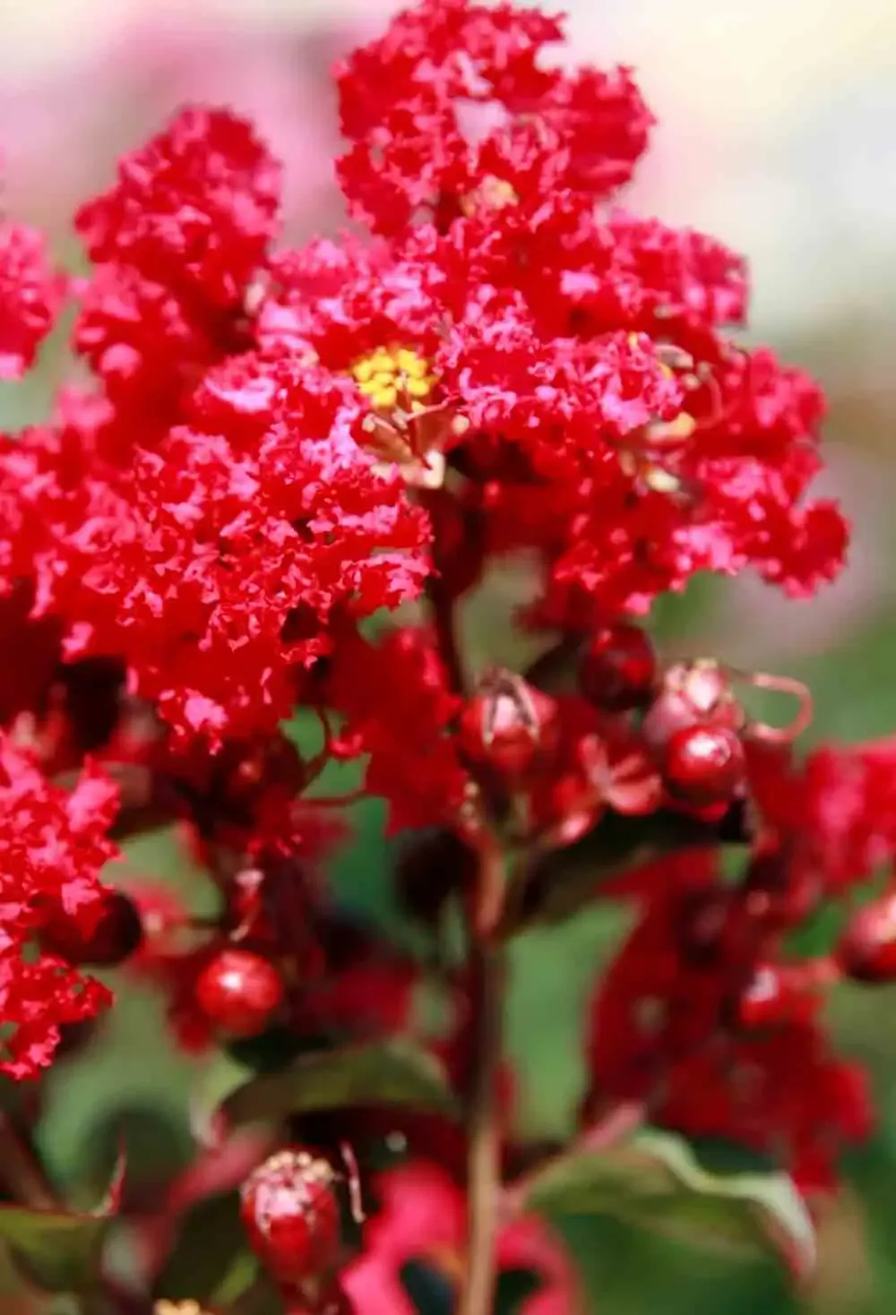 Lagerstroemia_indica_.jpg