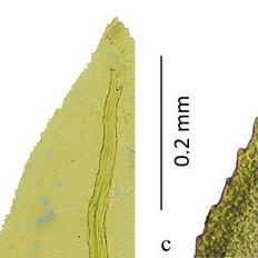 Leaf-margins-a-Fissidens-flaccidus-Mitt-KT-Yong-2440-b-F-guangdongensis-Z_Q640.jpg