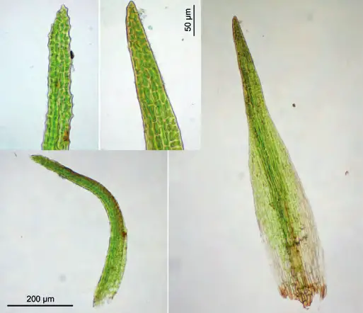 Leafs-and-leaf-tips-of-Seligeria-patula-always-left-specimen-from-Lower-Saxony-Suentel.png