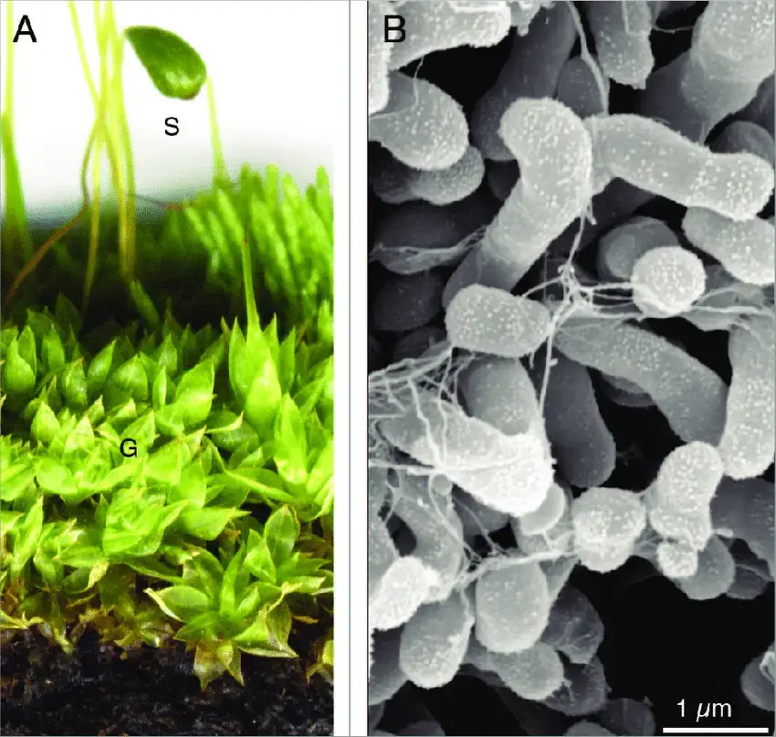 Leafy-gametophytes-g-of-the-common-cord-moss-Funaria-hygrometrica-A-with-a.png