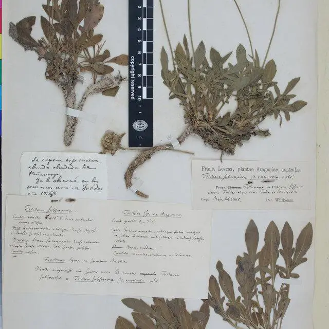 Lectotype-of-Knautia-rupicola-Willk-Font-Quer-COI-00054183-Image-courtesy-of-the_Q640.jpg