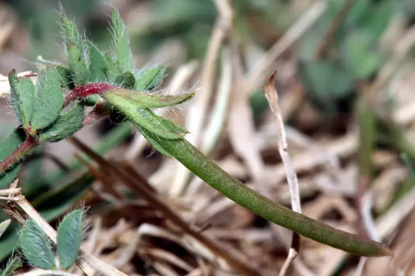 Legume-vert-a-gauche-et-mature-a-droite-de-Lotus-angustissimus-subsp-angustissimus.png