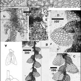 Lejeunea-angulifolia-Mitt-A-Drawing-of-the-type-copied-from-Stephanis-Icones-No_Q320.jpg