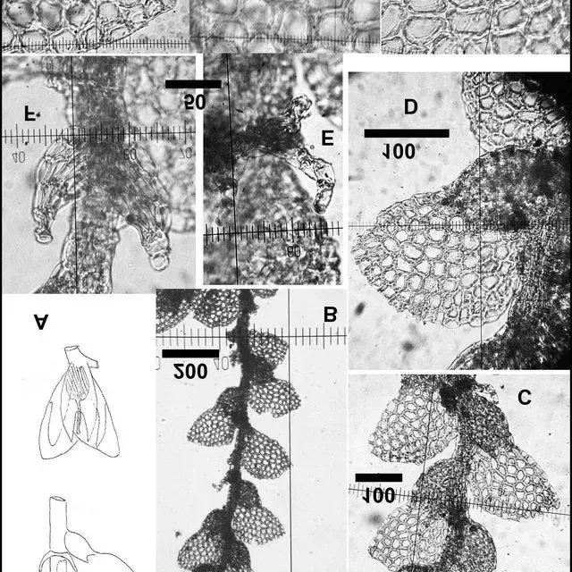 Lejeunea-angulifolia-Mitt-A-Drawing-of-the-type-copied-from-Stephanis-Icones-No_Q640.jpg