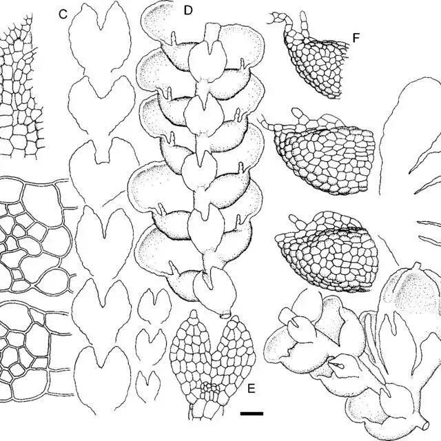 Lejeunea-helmsiana-Steph-A-Dorsal-stem-surface-showing-leaf-insertion-B-Transverse_Q640.jpg