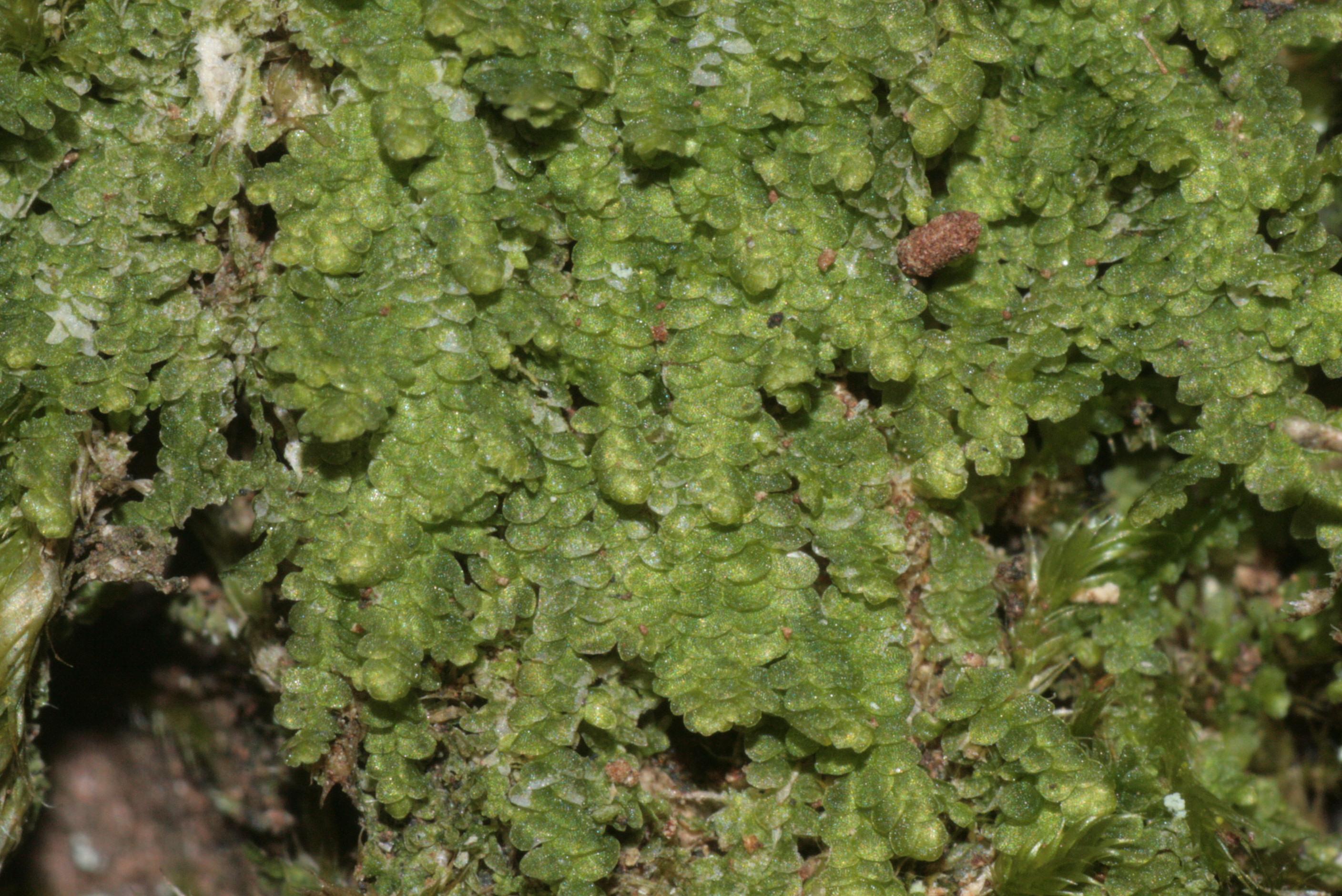 Lejeunea_cavifolia_(c%2C_144714-480309).JPG