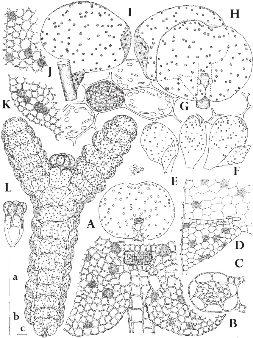 Lepidolejeunea-auriculata-sp-nov-with-ocelli-indicated-as-circles-A-E-F-or.png