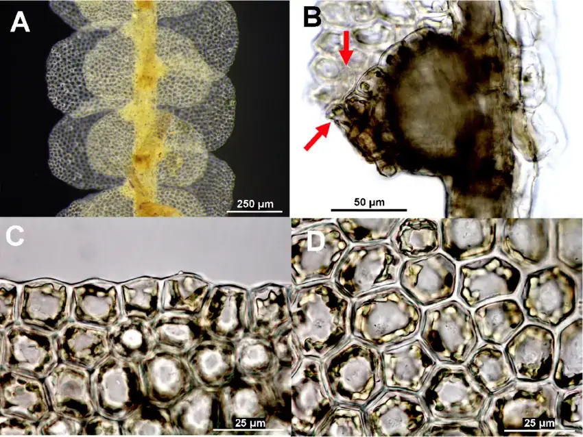 Lepidolejeunea-integristipula-A-ventral-view-of-shoot-B-lobule-showing-lobule-papilla.png