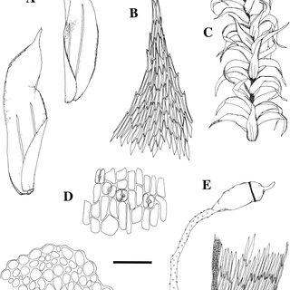 Lepidopilidium-devexum-Mitt-Broth-A-Lateral-leaves-B-Lateral-leaf-apex-C_Q320.jpg